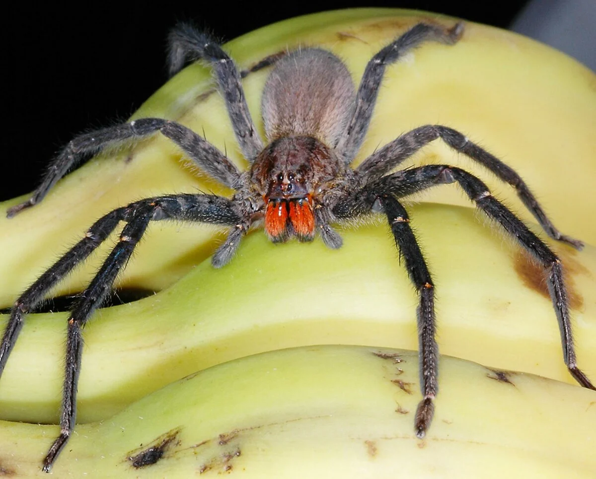 Бразильский Странствующий (банановый) паук